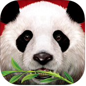Wild Panda Casino Slot Game